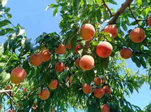 果品甜度的決定因素與提升甜度的栽培策略